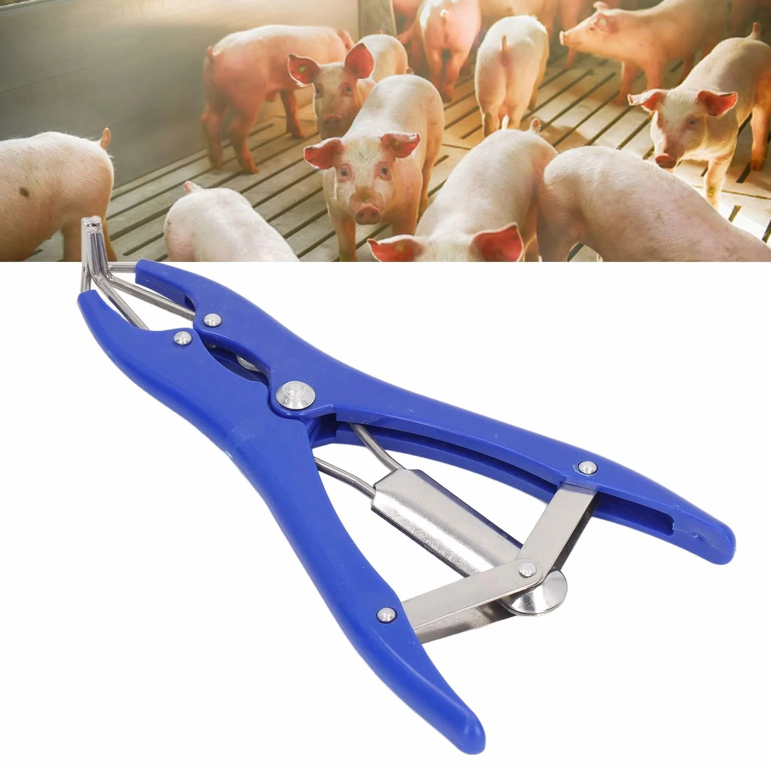 Kit Professionale per Castrazione 1 Pinza Elastrator in Plastica Durevole 100 Anelli Elastici di Gomma Rossa per Ovini Caprini Suinetti