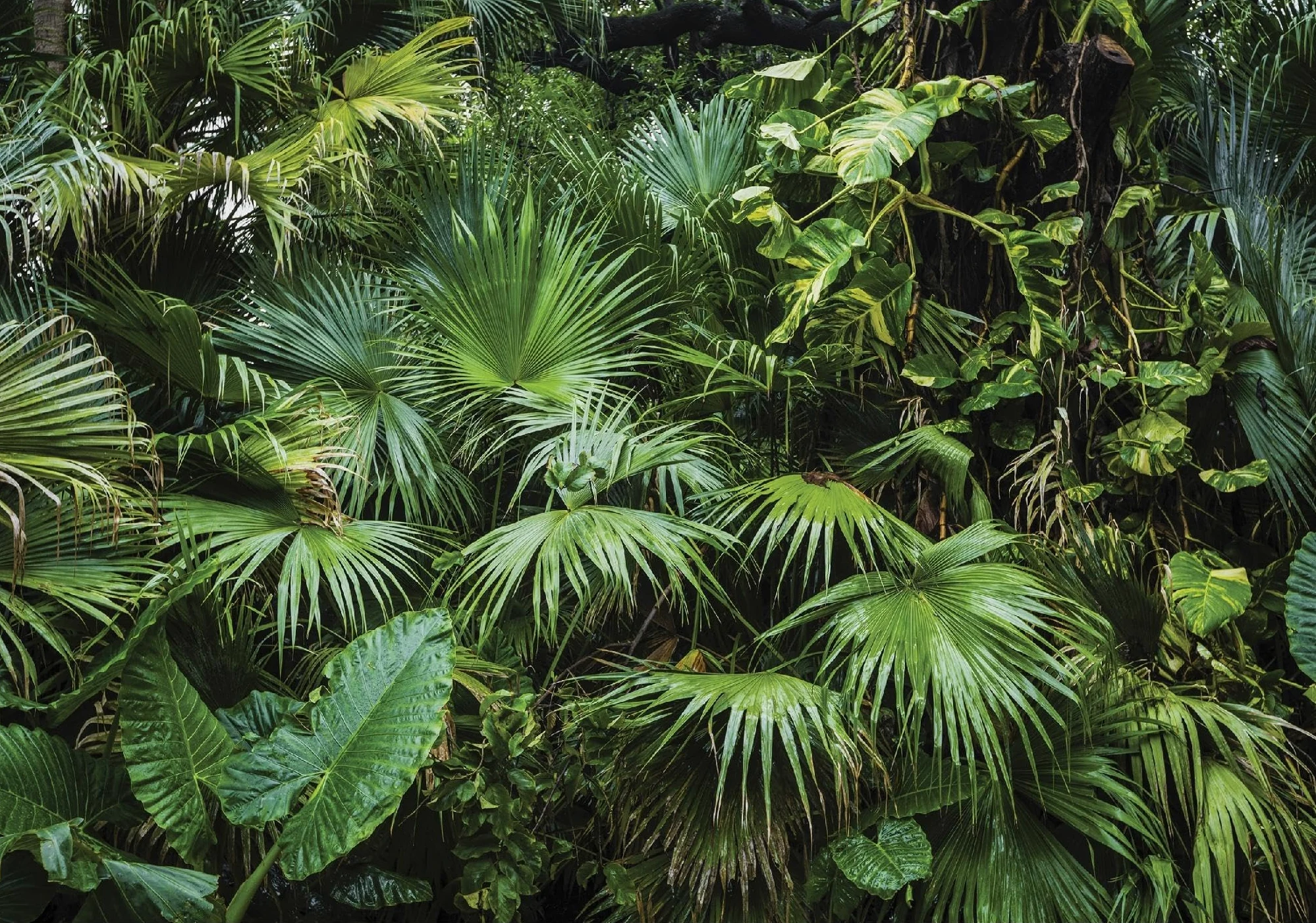 WallArena - Carta da parati fotografica - giungla 400x280 cm - Murale fotografico - Per soggiorno e camera da letto - Effetto 3D - con Colla - Paesaggio Foresta Verde | #VALUE!