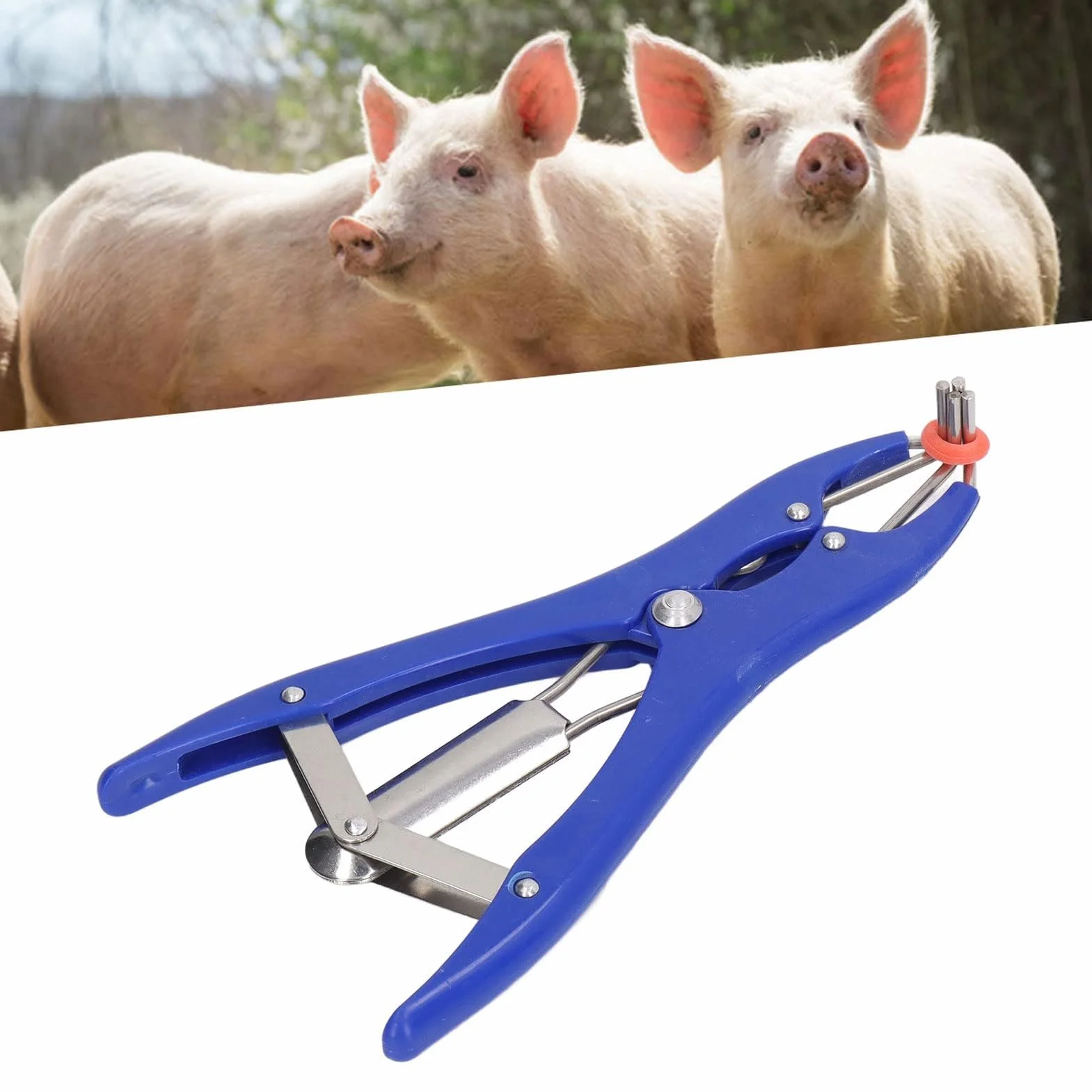 Kit Professionale per Castrazione 1 Pinza Elastrator in Plastica Durevole 100 Anelli Elastici di Gomma Rossa per Ovini Caprini Suinetti
