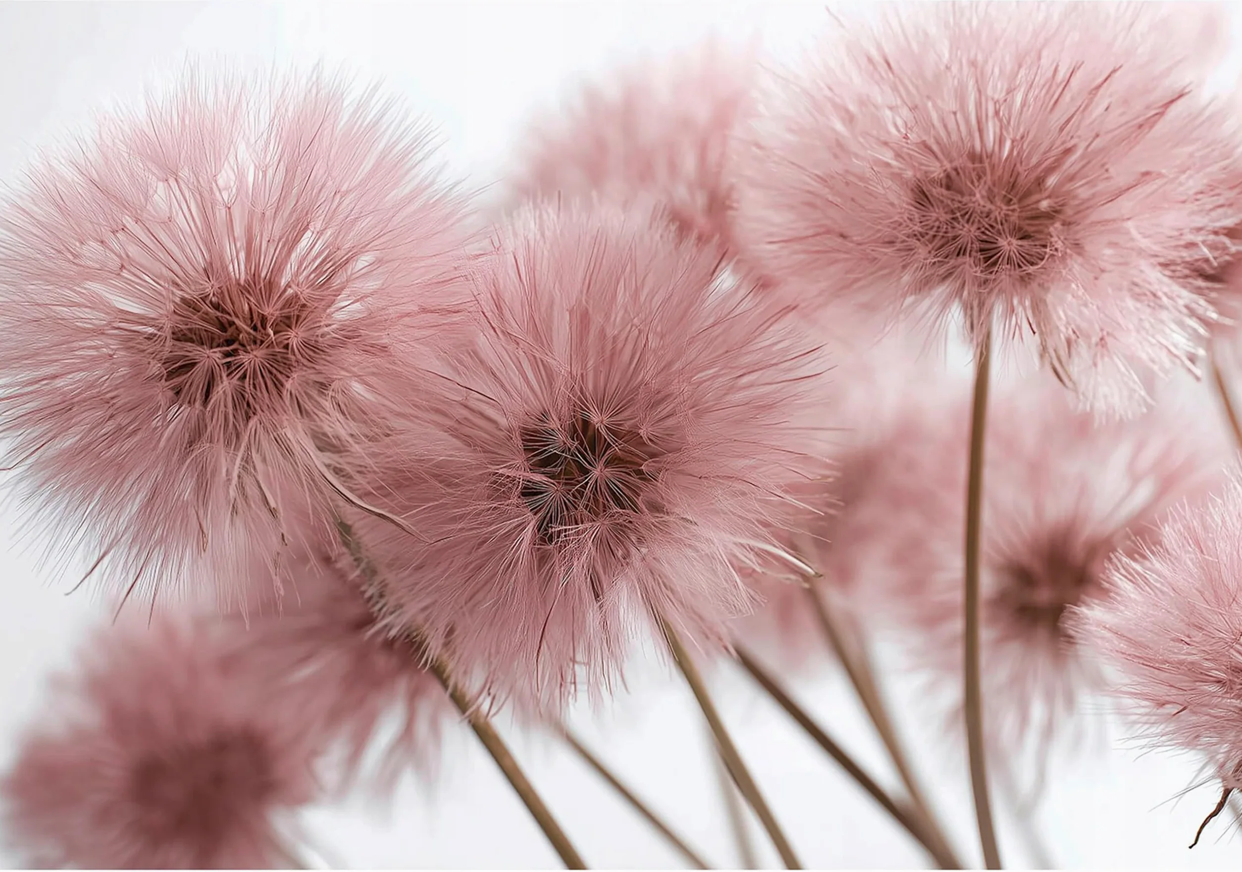 WallArena - Carta da parati fotografica - Boho 350x250 cm - Murale fotografico - Per soggiorno e camera da letto - Effetto 3D - con Colla - Fiori di tarassaco rosa naturale