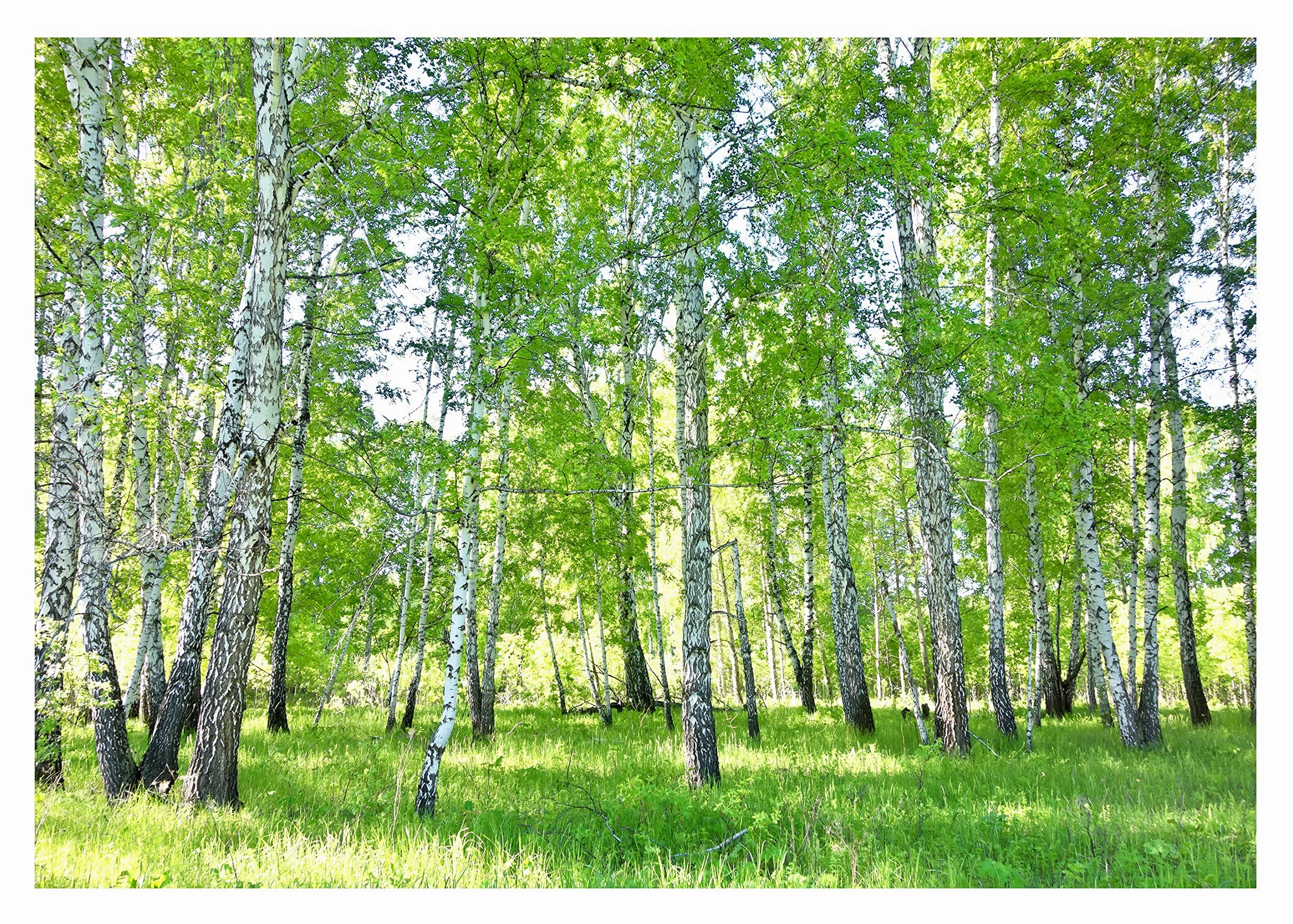 Carta Da Parati Fotografica Bosco Di Betulle Foresta Nature Alberi - Include Colla - Moderna Design Carta per Pareti Soggiorno Camera Da Letto Sala Fotomurali In Tessuto Non Tessuto TNT (416x254 cm) | Carta da parati in tessuto non tessuto di alta qualità