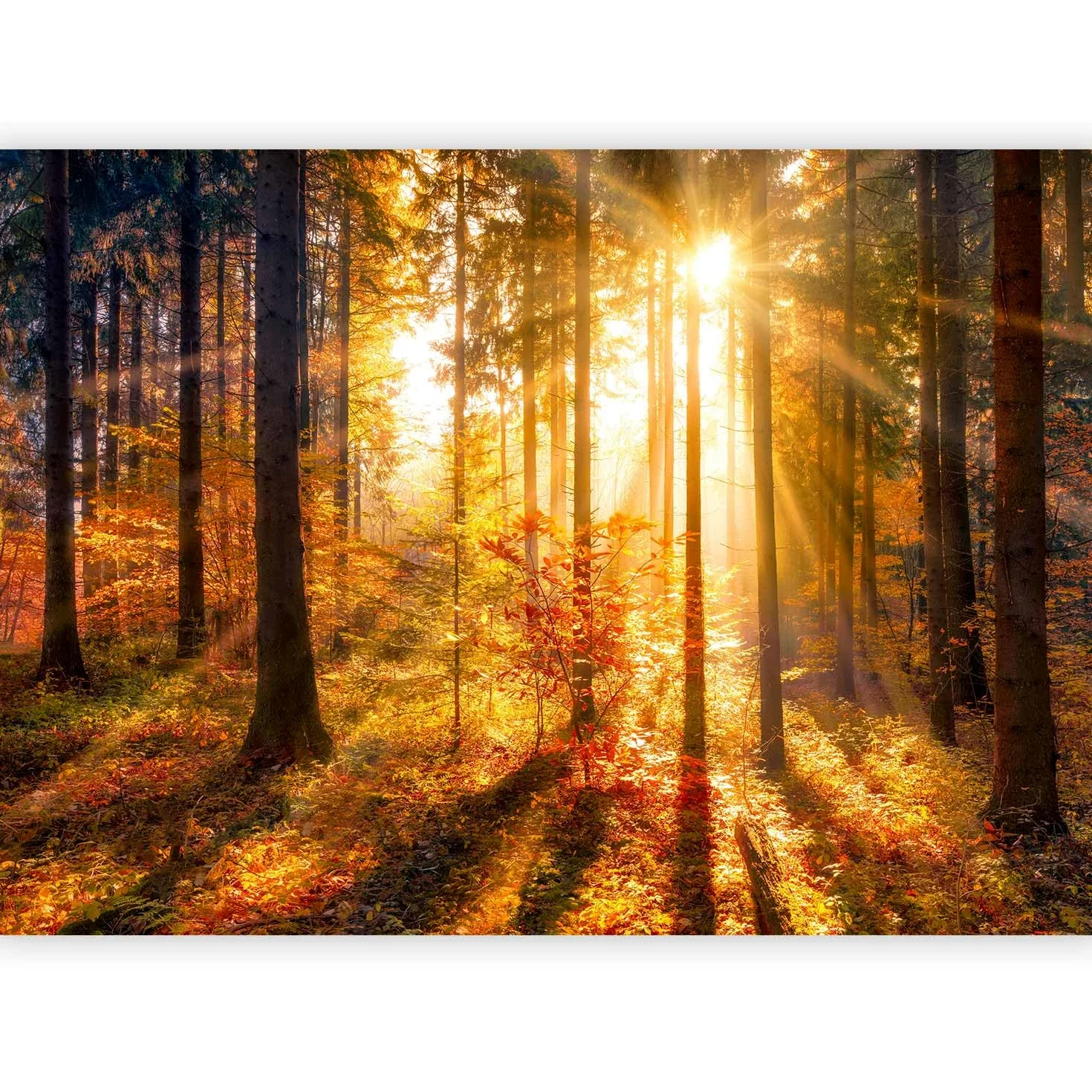 murando - Carta da Parati Moderna per Soggiorno, Paesaggio, 400x280 cm | Fotomurali in TNT, Decorazione da Muro XXL, Carte da Parati Moderne, Natura, Produzione Europea