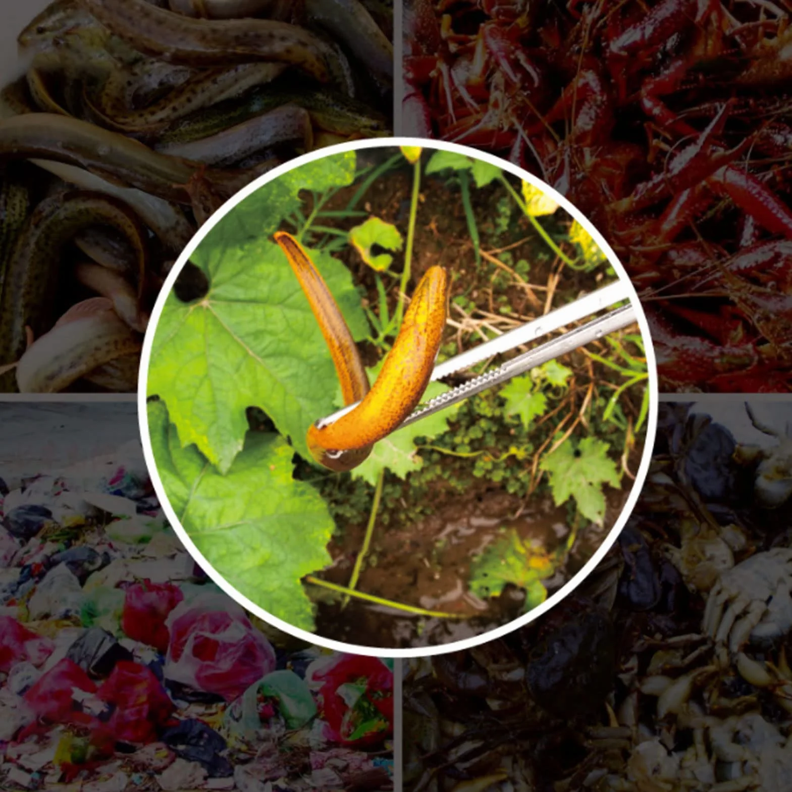 Pinze per Forbici in Acciaio Inossidabile Resistente al Calore per Pesca all'aperto